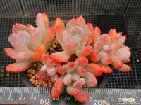 롤리폴리 213-2 다육식물