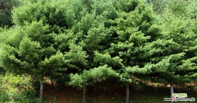 조경수 스트로브잣나무 6치포트 조경수