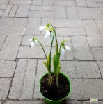 (3촉)잎무늬 스노우드롭 야생화