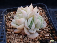 온슬로우금 다육금