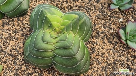 파금 뿌리무02141 다육금