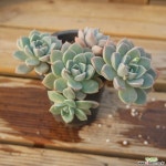 핑크프리티 0215-14 다육식물