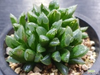 녹수정 다육식물