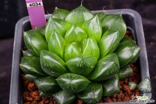 수정 x 르네상스 금 실생(水晶 x Renaissance 錦  實生)-01-11-No.4034 하월시아