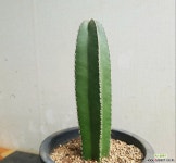 백운각37 다육식물