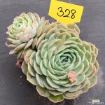 온슬로우0216-328 다육식물