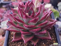 일렉트라시리우스 다육식물