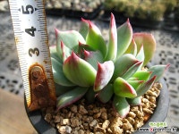 카시오적금0218-1 다육금