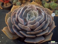 로렌시아  중품 다육식물