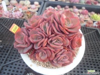 수연2-3169 다육철화