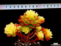 매직쨈골드 12-102 다육식물