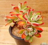 금황성 다육식물