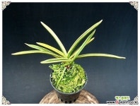 어성복륜 풍란(보급종)