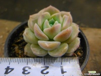 퓨어러브 2022-1963 다육식물