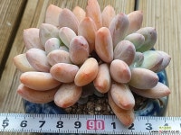 후레뉴3두자연 89 다육식물