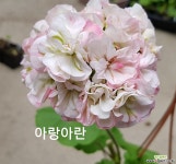 핑크판도라+아랑아란(제라늄2개) 초본류