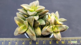 스프링타임금군생1721 다육식물