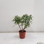 천리향 특가/공기정화식물/반려식물/온누리 꽃농원 공기정화식물