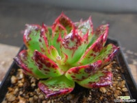 엘리샤 2024-874 다육식물