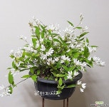 야생화분재사랑