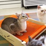 큐티 휴지홀더 - YES24