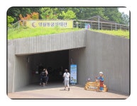 술패랭이 | YES 블로그