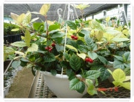 봄햇살 | YES 블로그