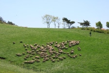 라티노 | YES 블로그