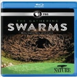 Nature: The Gathering Swarms (개더링 스웜스) (한글무자막)(Blu-ray) (2014) - YES24 Nature: The Gathering Swarms (개더링 스웜스)... 