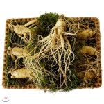 [秀(수)홍삼사랑] 6년근 수삼 1채 대 7 - 8 편 - YES24 [秀(수)홍삼사랑] 6년근 수삼 1채 대 7 - 8 편