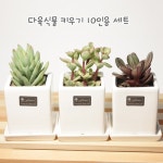다육식물키우기 10인용 세트 - YES24 다육식물키우기 10인용 세트