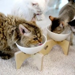  엉클펫 반려동물 고양이 강아지 식기 받침대 도자기식기 1구/2구/3구 - YES24  엉클펫 반려동물 고양이 강아지 식기 받침대 도자기식기 1구... 