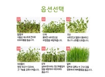 한컵새싹농장_무순키우기 | 레드포인트 - 예스24