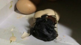 [사회][단독] 폭염에...냉장고 위 달걀이 병아리로 부화[단독] 폭염에...냉장고 위 달걀이 병아리로 부화