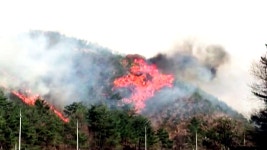 [사회]메마른 날씨에 산불 급증...80%가 인재 메마른 날씨에 산불 급증...80%가 인재