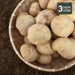 삼촌농장 하우스 수미감자 특 10kg [1개] - 에누리 가격비교