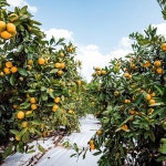 더조은 제주햇살 타이벡 감귤 못난이 5kg - 에누리 가격비교