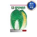 대농우리맛갈비 | 다농 왕맛배추 씨앗 [10만립] - 에누리 가격비교