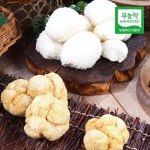 친환경팔도 강진 양승규님의 건 노루궁뎅이버섯 50g [2개] - 에누리 가격비교