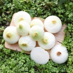 친환경팔도 팔도농장 달큰한 무안 햇 양파 대 3kg [1개] - 에누리 가격비교