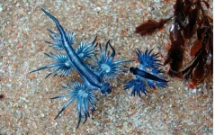 던전앤파이터 No.1 커뮤니티, 던전앤파이터 게임조선! - [잡담] 청룡.jpg [잡담] 청룡.jpg