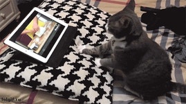 던전앤파이터 No.1 커뮤니티, 던전앤파이터 게임조선! - [유머] 안마하는 법 인강보는 중.gif [유머] 안마하는 법 인강보는 중.gif