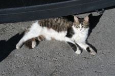 Tunisia is a Cat Lovers Paradise