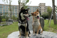 시바견 전문견사 가도켄넬 준비기 – 비마이펫 라이프