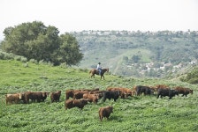 Cowboys last frontier: Rancher is a rare breed in O.C. raising cattle in the traditional way - The Orange County Register Cowboy... 