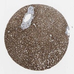 Tissue expression of KANK4 - Staining in liver - The Human Protein Atlas
