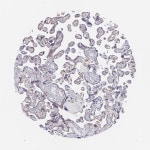 Tissue expression of RET - Staining in placenta - The Human Protein Atlas