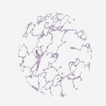 Immune cell - MMP27 - The Human Protein Atlas