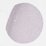 Tissue expression of CDH1 - Staining in hippocampal formation - The Human Protein Atlas