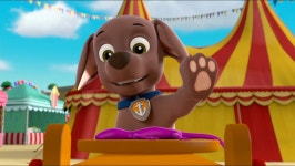 Zuma - PAW Patrol Photo (40577576) - Fanpop PAW Patrol Photo: Zuma